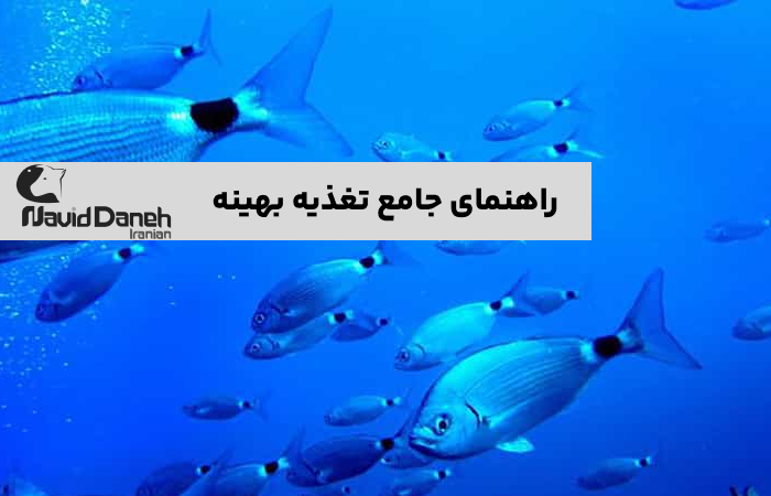 تغذیه بهینه برای افزایش وزن ماهیان گرمابی